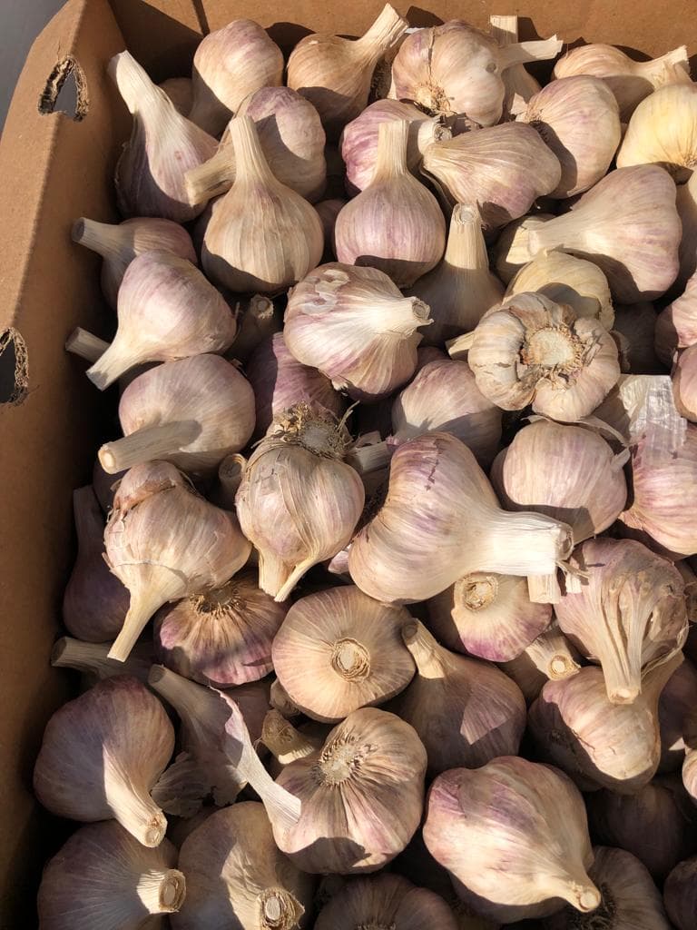 Bunch of garlic