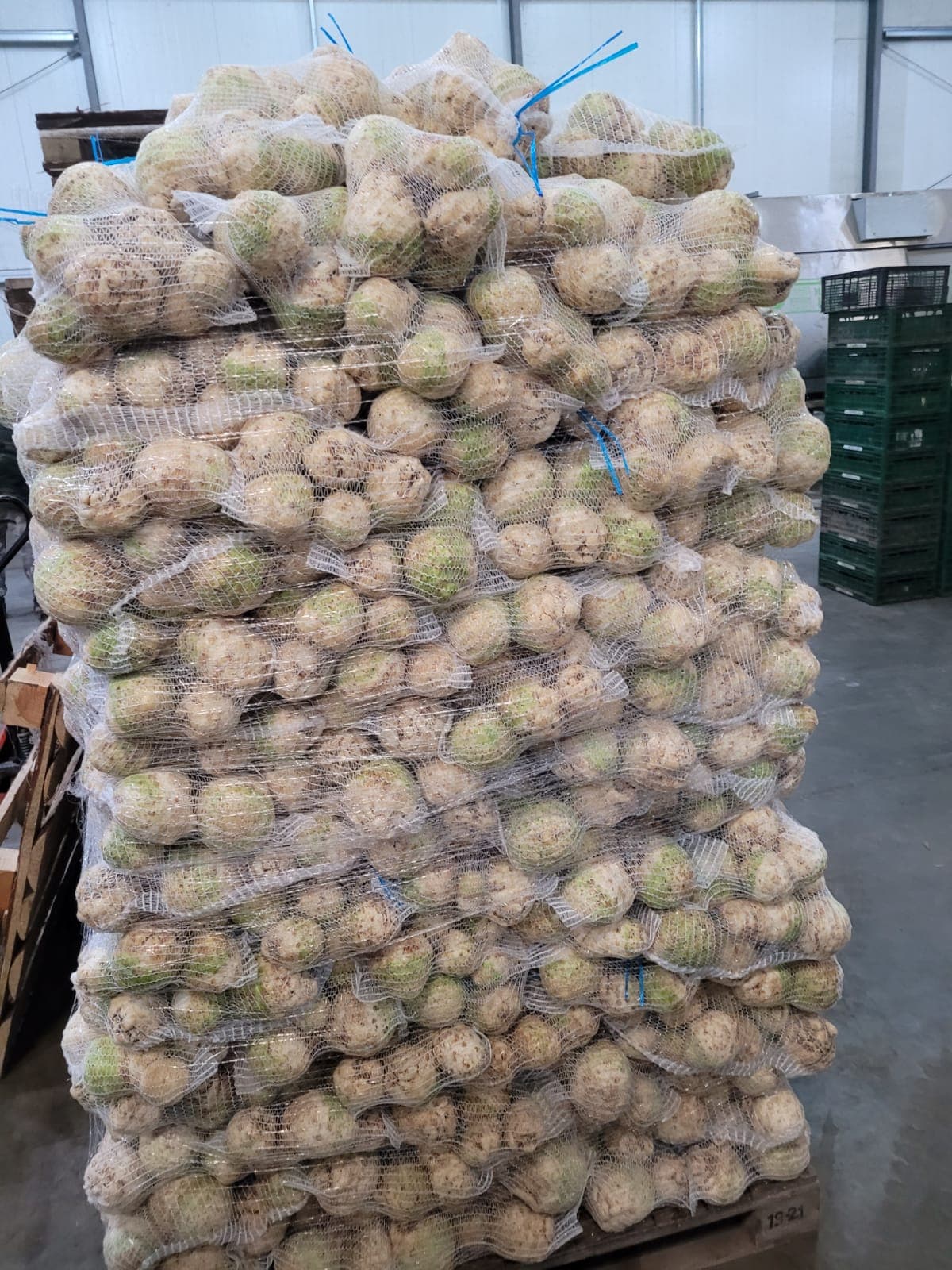 Fresh kohlrabi