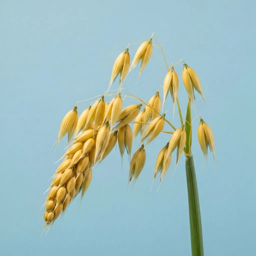 Oats grain