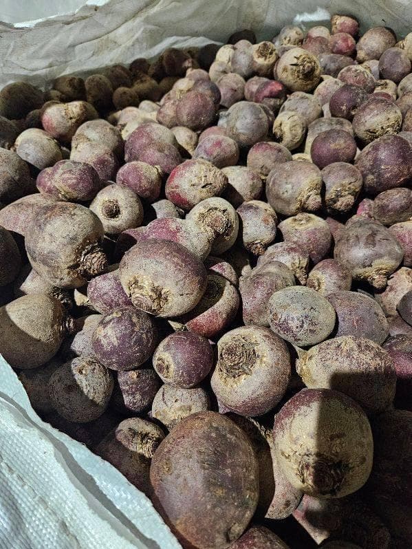 Fresh red beetroot