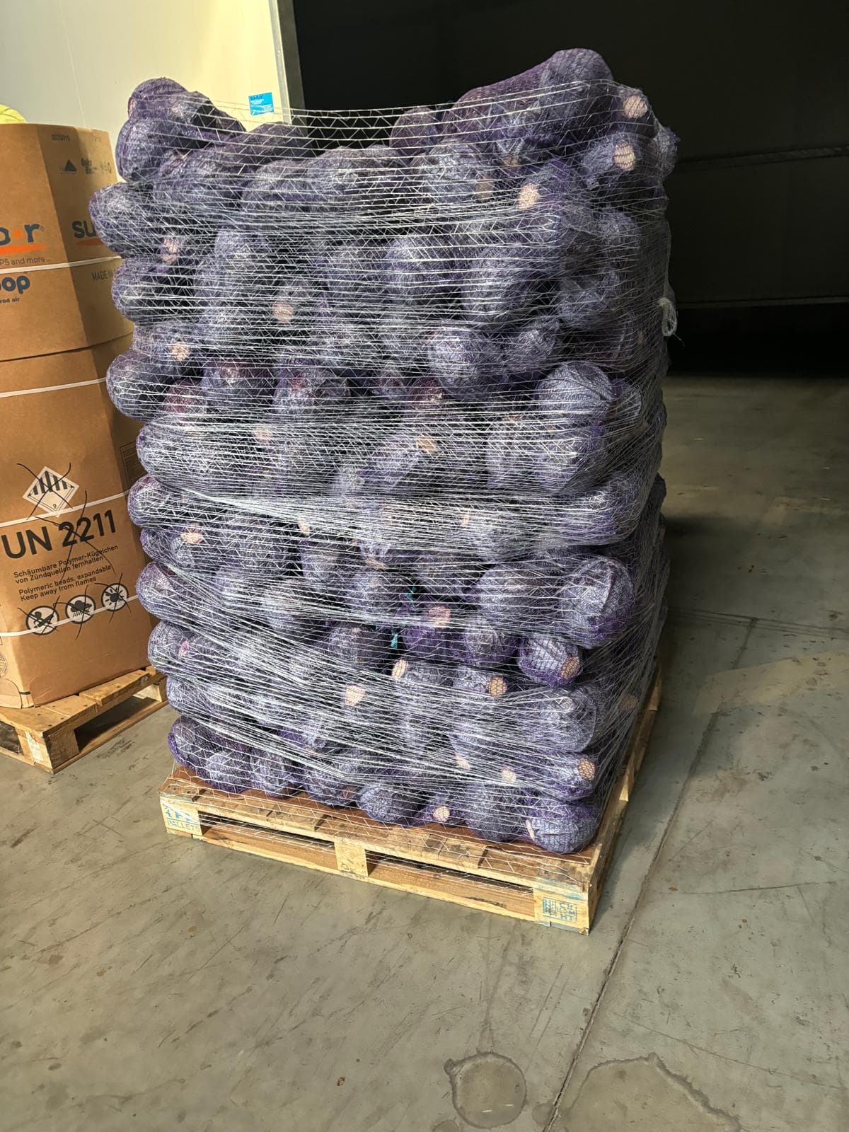 Fresh red cabbage
