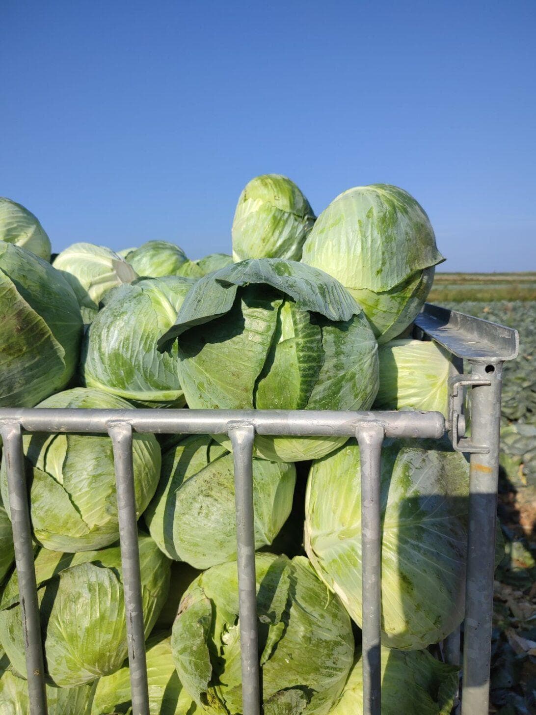Fresh white cabbage